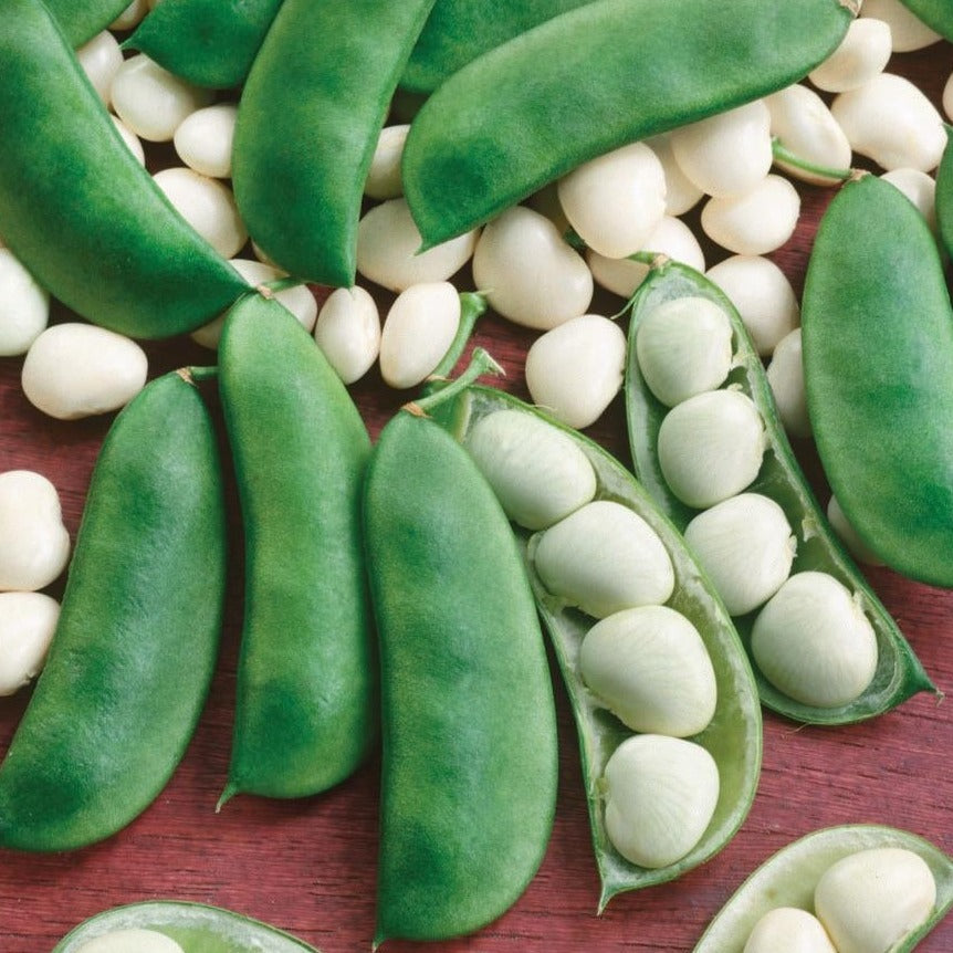Henderson Lima Bean bush plant by MIgardener, showing green, healthy lima beans growing on a garden plant.