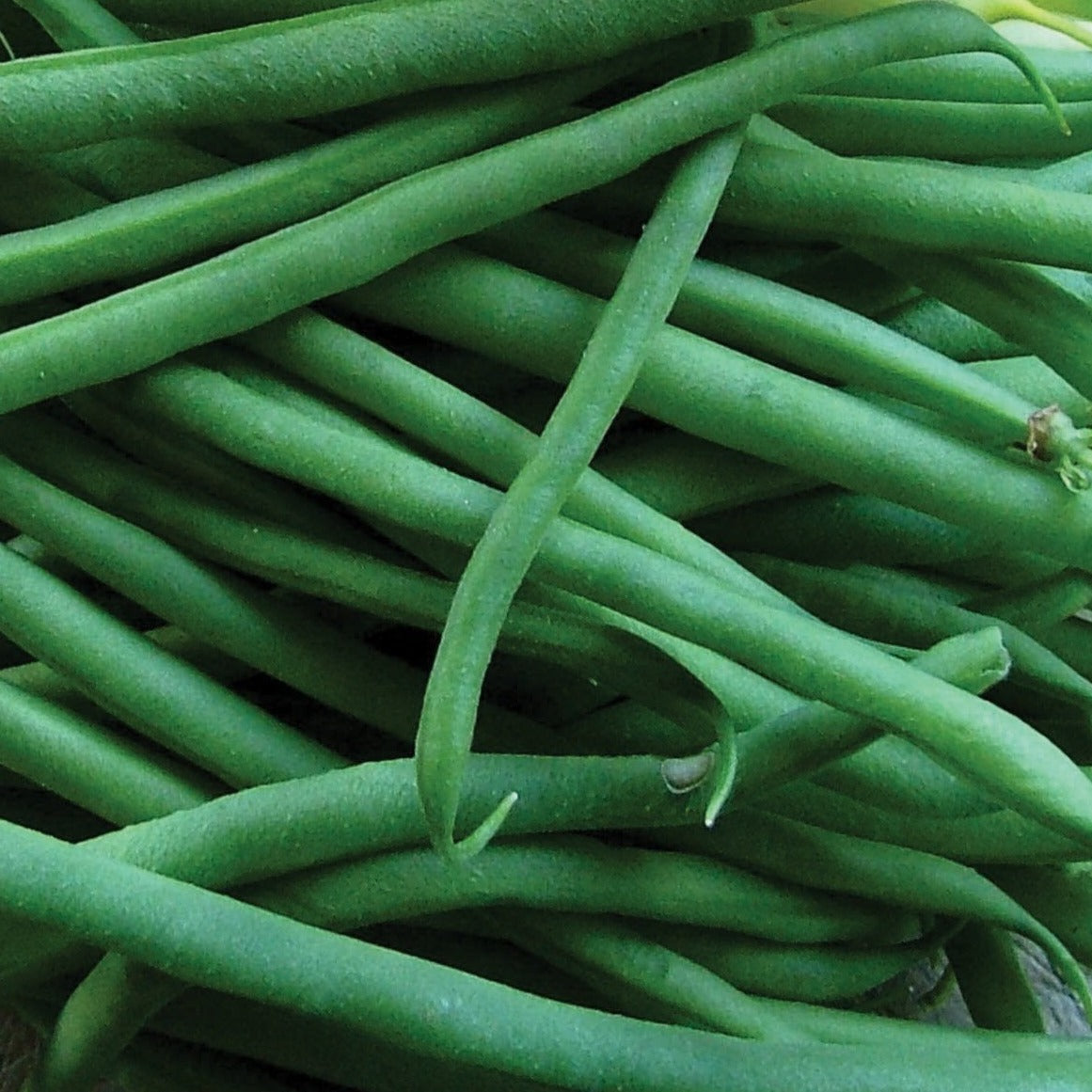 Jade Bean Bush by MIgardener, healthy green bean plant with broad leaves and sturdy stems, growing outdoors.
