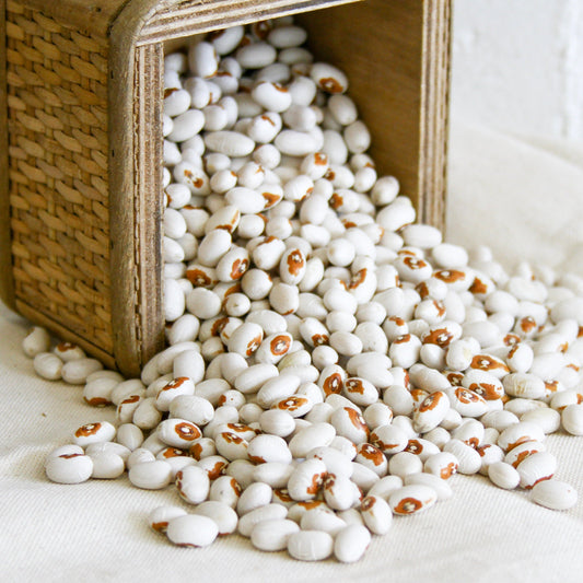 Kenearly Yellow Eye Bean (Bush) - Blessings Grow Meadows