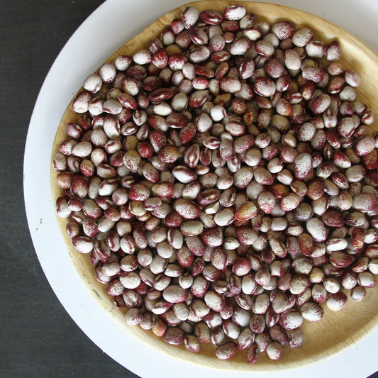 Mayflower Bean (Pole) - Blessings Grow Meadows