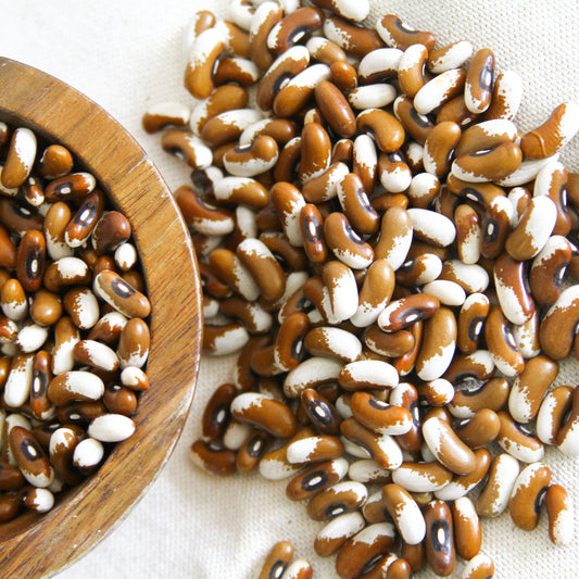 Painted Pony Bean (Bush) - Blessings Grow Meadows