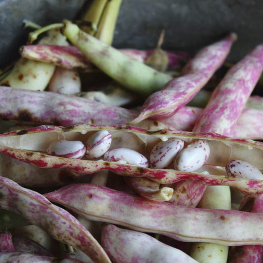 Pinto Bean (Bush) - Blessings Grow Meadows