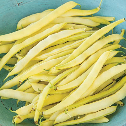 Topnotch Yellow Bush Bean (Bush) - Blessings Grow Meadows