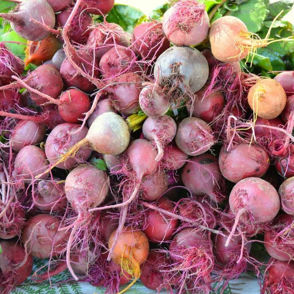 Assorted beet mix from MIgardener featuring vibrant, colorful beets in various shapes and sizes for fresh, healthy gardening.