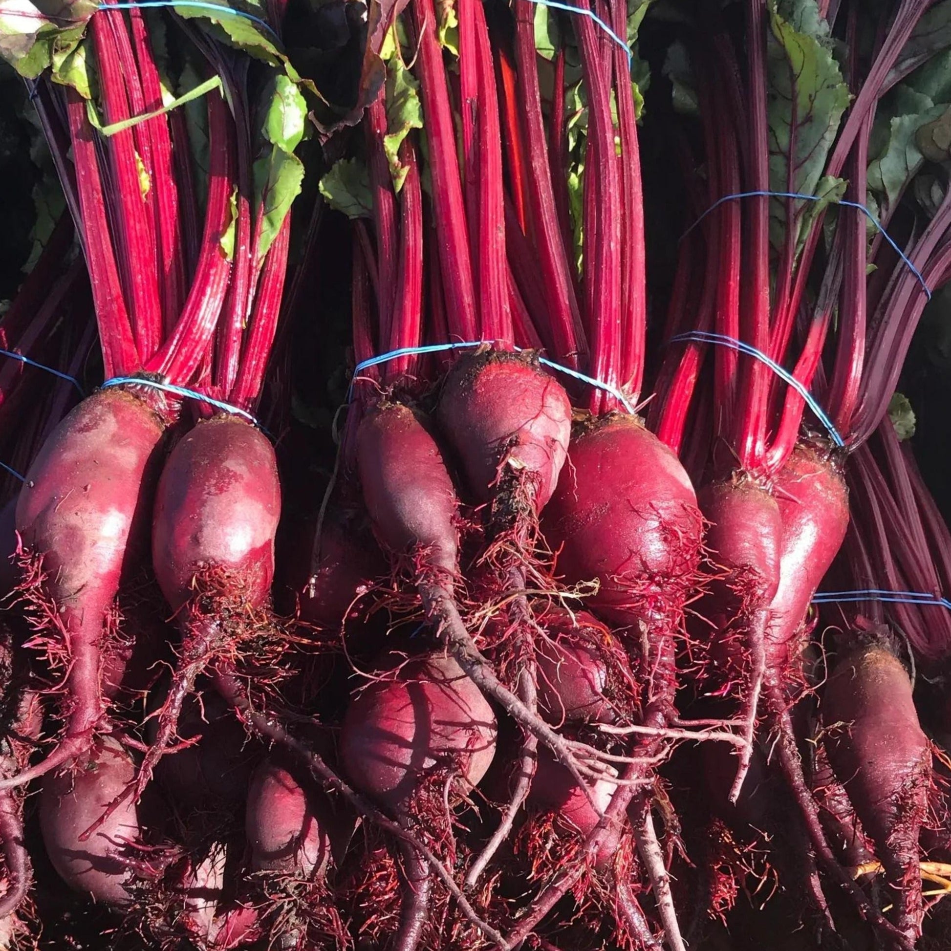 Formanova beet from MIgardener, fresh and vibrant red beet vegetable with green leafy tops, ideal for salads and cooking.