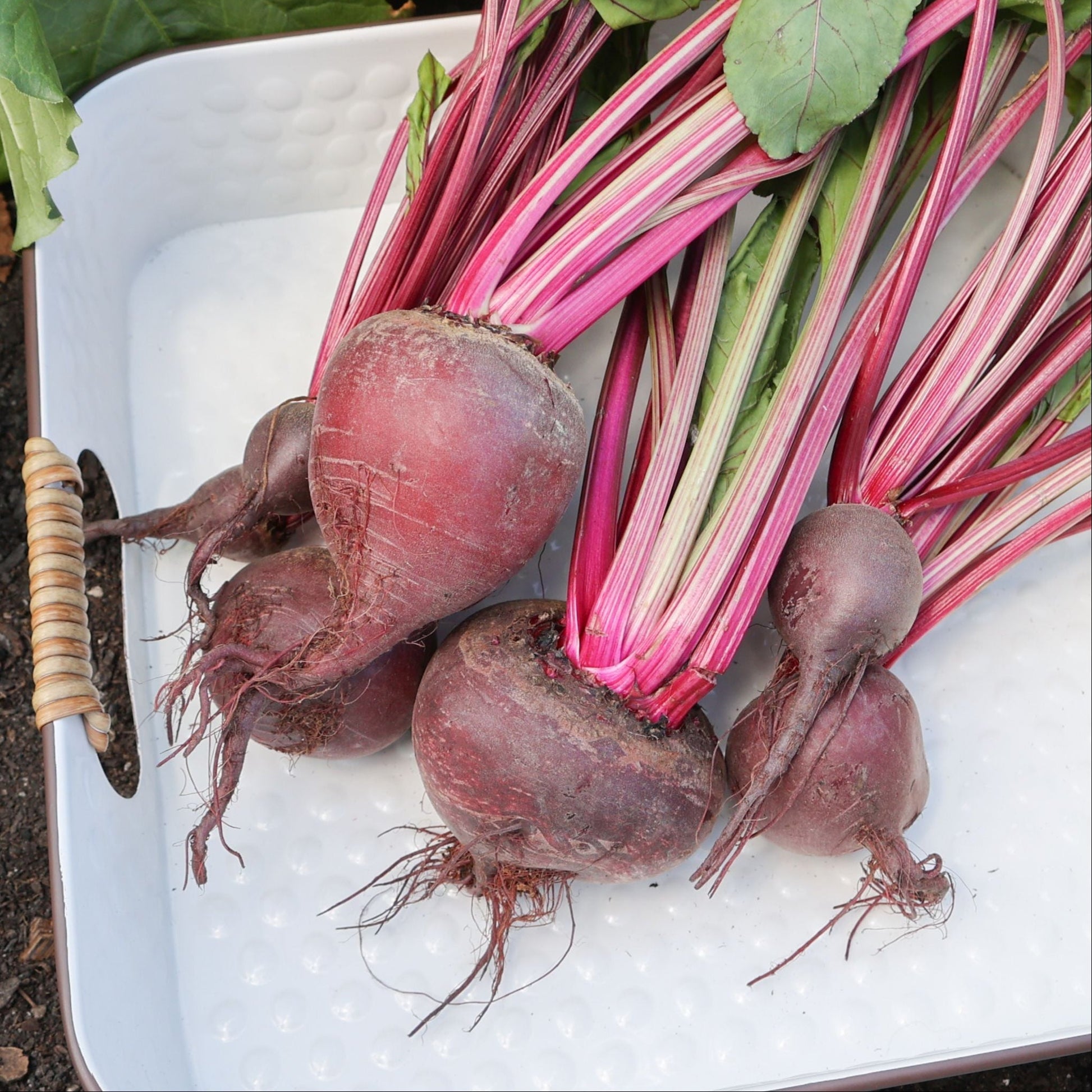 Fresh Ruby Queen Beet from MIgardener, showcasing its vibrant red color and round shape in a natural garden setting.