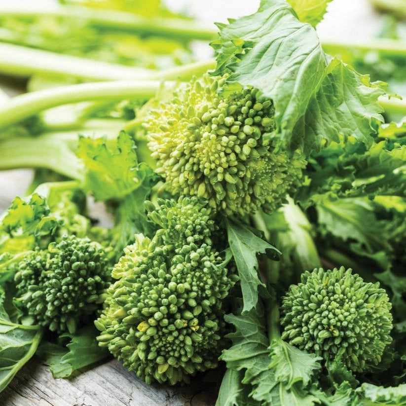 Fresh broccoli rabe, also known as spring rapini, from MIgardener, showing vibrant green stalks and leafy tops.