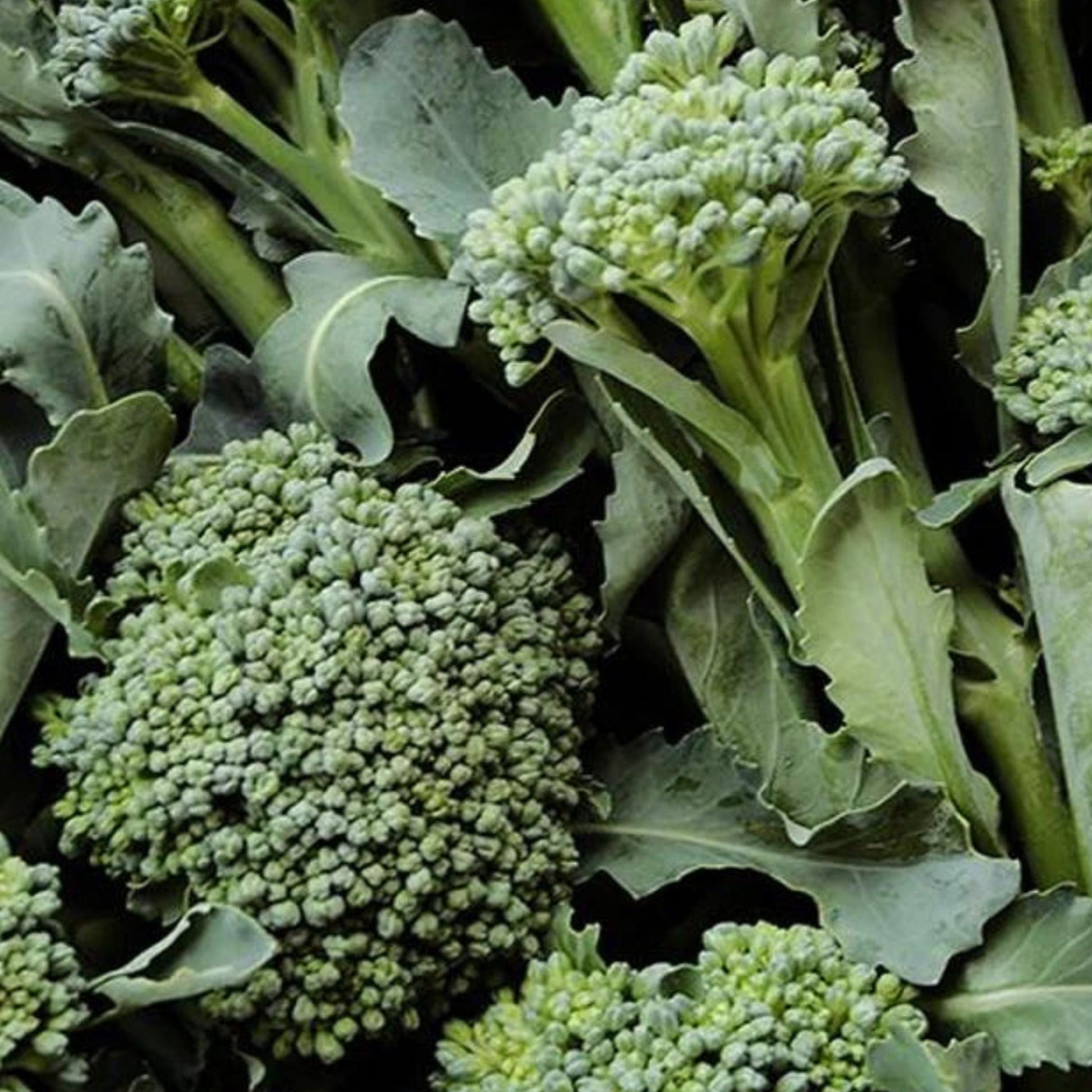 Fresh De Cicco broccoli from MIgardener, showing vibrant green florets and sturdy stalks on a white background.