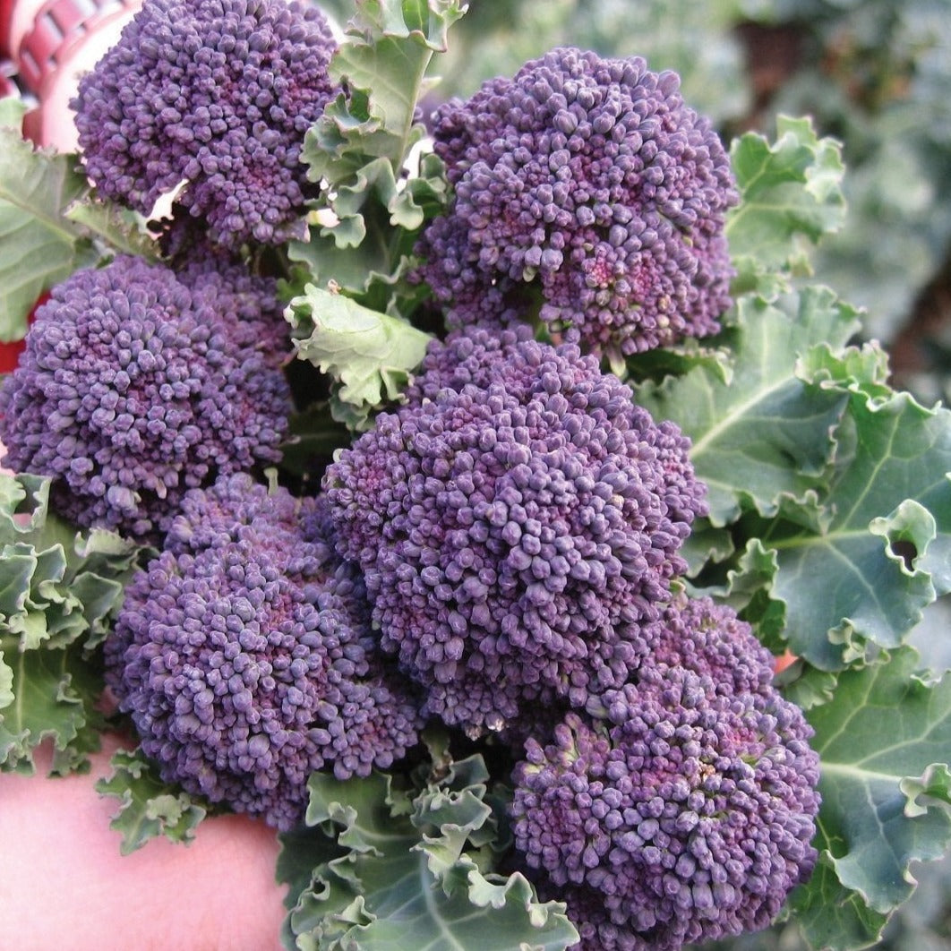 Fresh purple sprouting broccoli from MIgardener, showing vibrant purple florets and green stalks in a close-up shot.