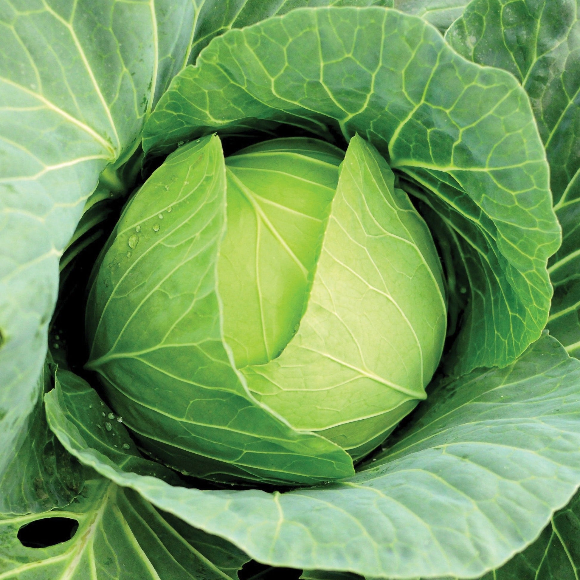 Copenhagen Market Cabbage - Blessings Grow Meadows