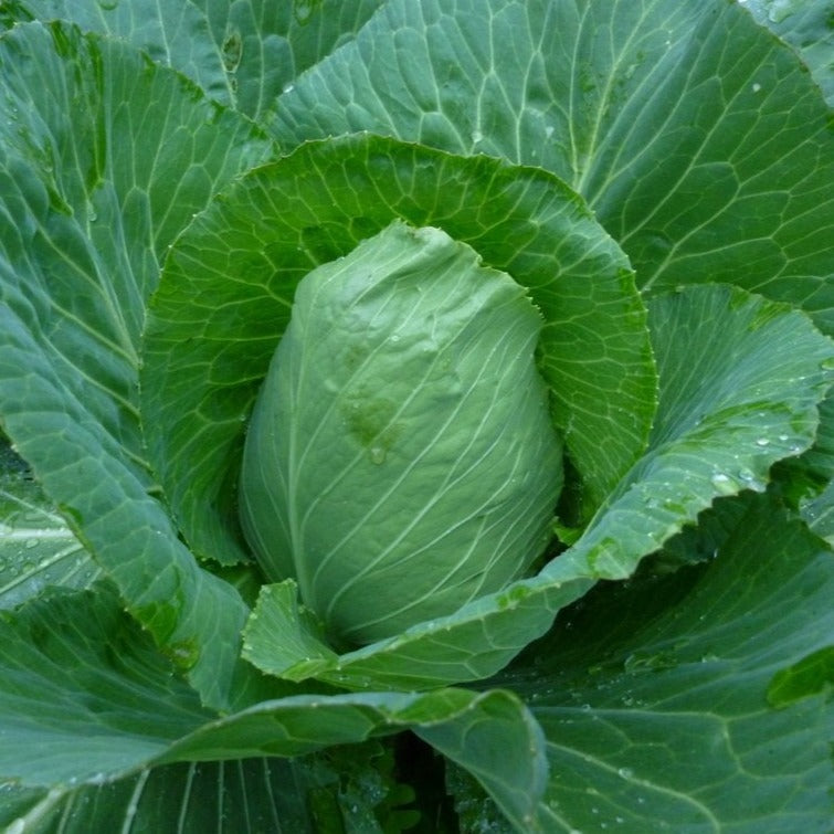 Early Jersey Wakefield cabbage by MIgardener, fresh green leafy vegetable, shown growing in a garden bed.