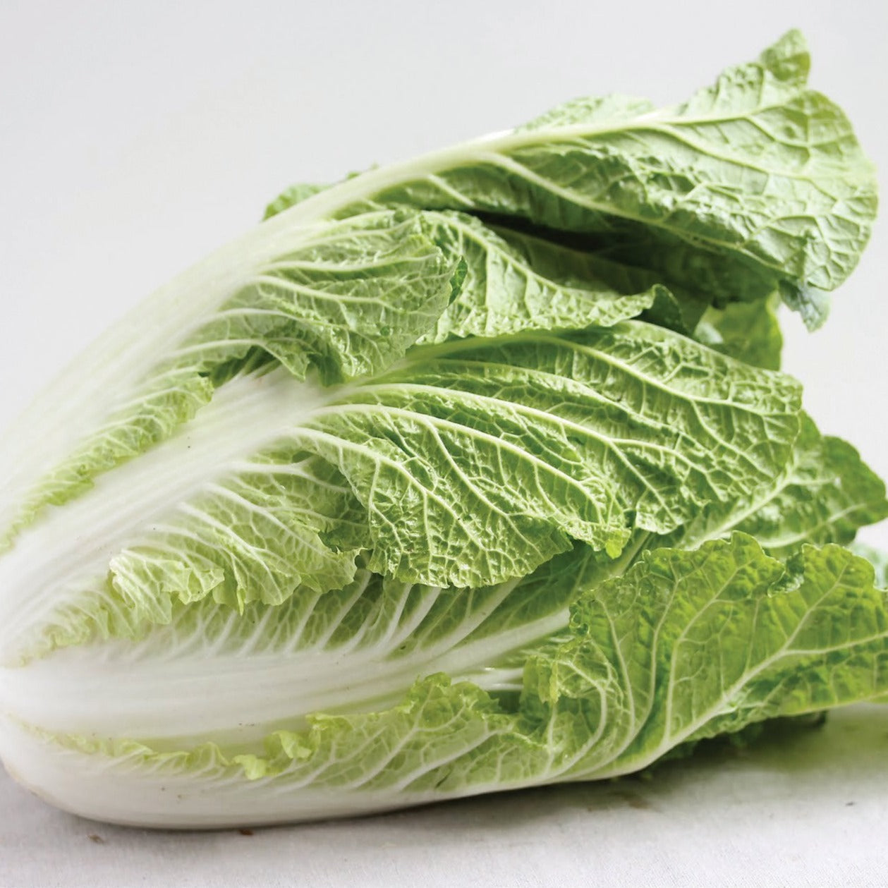 Fresh Napa cabbage from MIgardener, showcasing vibrant green leaves and compact head, ideal for salads and Asian dishes.