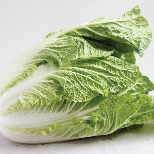 Fresh Napa cabbage from MIgardener, showcasing vibrant green leaves and compact head, ideal for salads and Asian dishes.