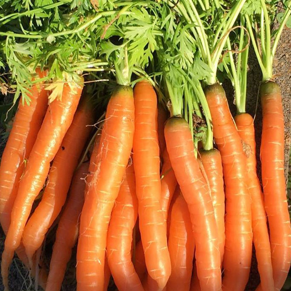 Fresh Tendersweet carrot from MIgardener, showcasing vibrant orange color and crisp texture on a clean background.