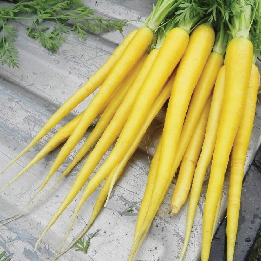 Yellow Carrot - Blessings Grow Meadows