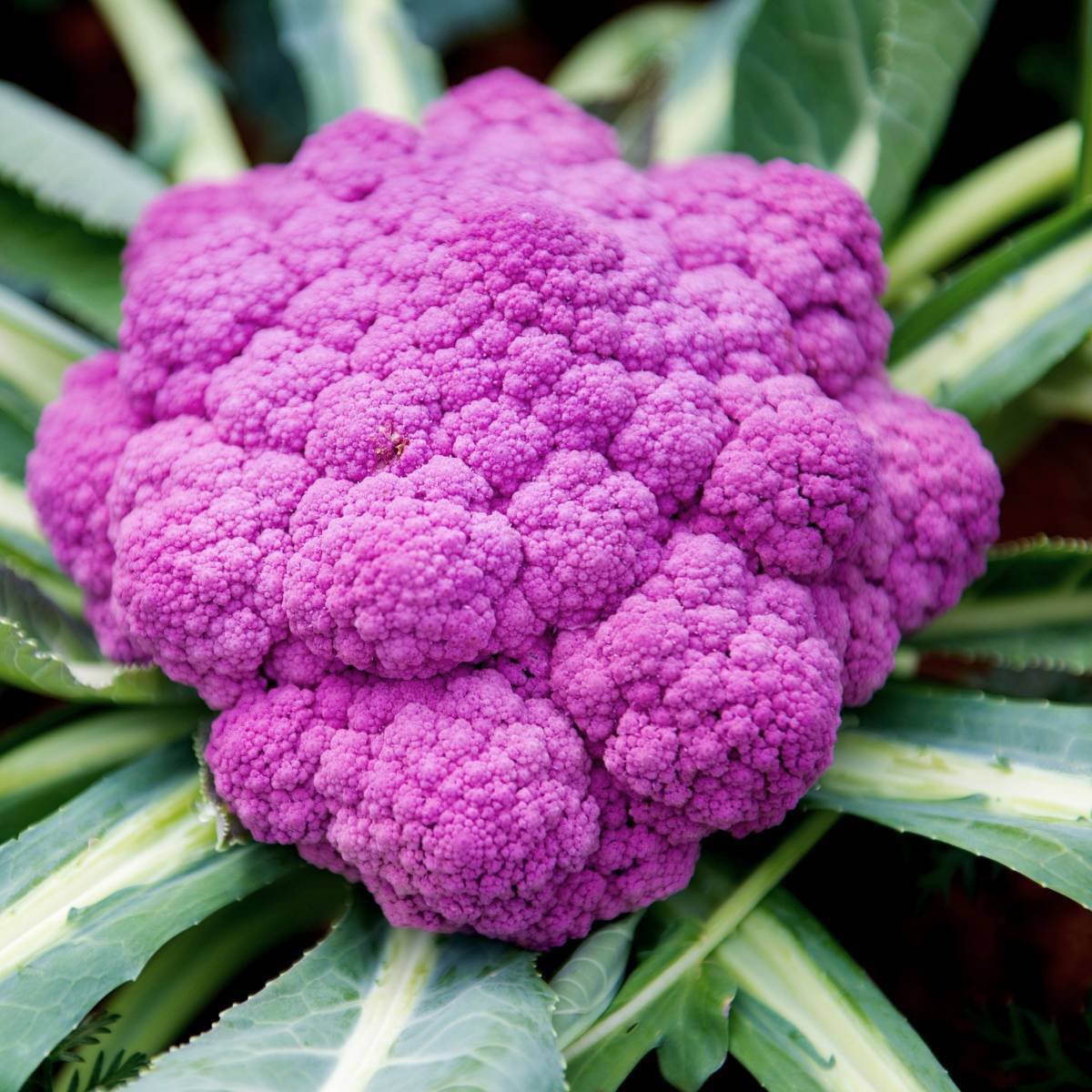 Purple of Sicily cauliflower from MIgardener, fresh purple cauliflower with vibrant color and textured surface.