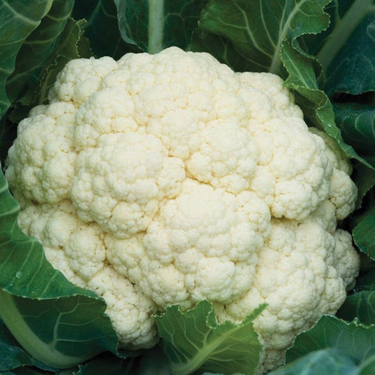 Self Blanching Cauliflower - Blessings Grow Meadows