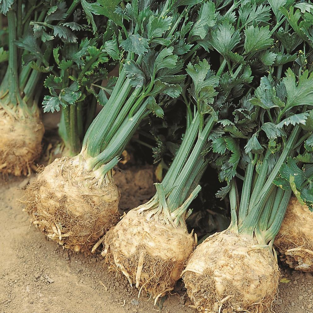 Large Giant Prague Celeriac from MIgardener, fresh celery root with rough brown skin and leafy green tops.
