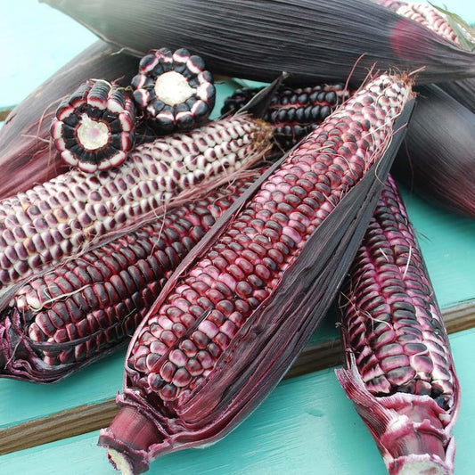 Double Red Sweet Corn - Blessings Grow Meadows