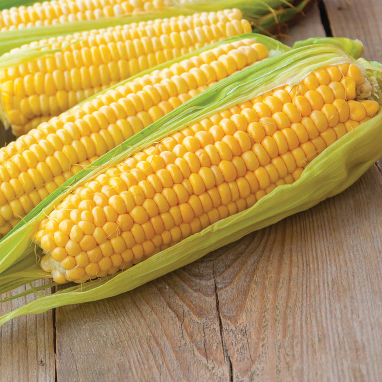 Kandy Korn Sweet Corn - Blessings Grow Meadows