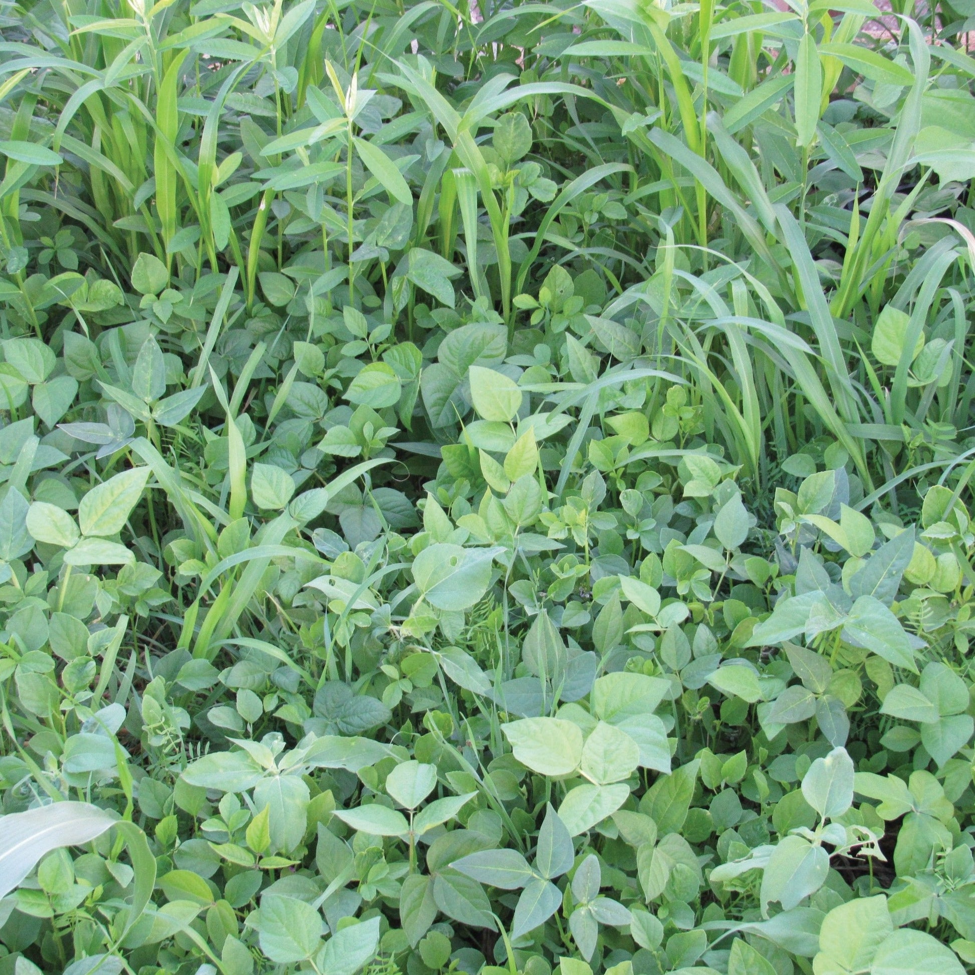 Cover Crop Mix - Blessings Grow Meadows