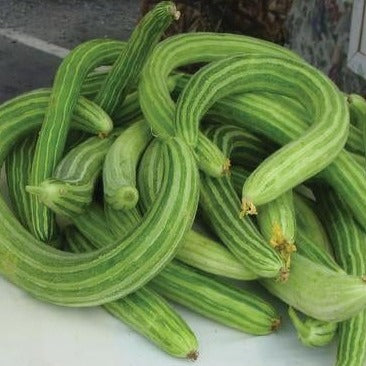 Armenian Yard-Long Cucumber - Blessings Grow Meadows