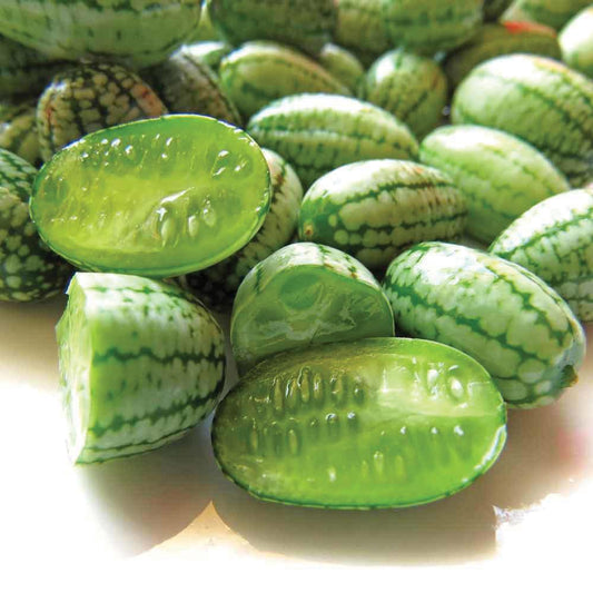 Cucamelon - Mexican Sour Gherkin - Blessings Grow Meadows