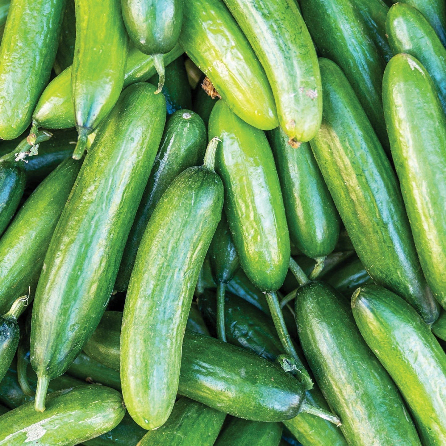 Fresh Marketer Cucumber by MIgardener, featuring vibrant green skin and a smooth, elongated shape on a garden background.