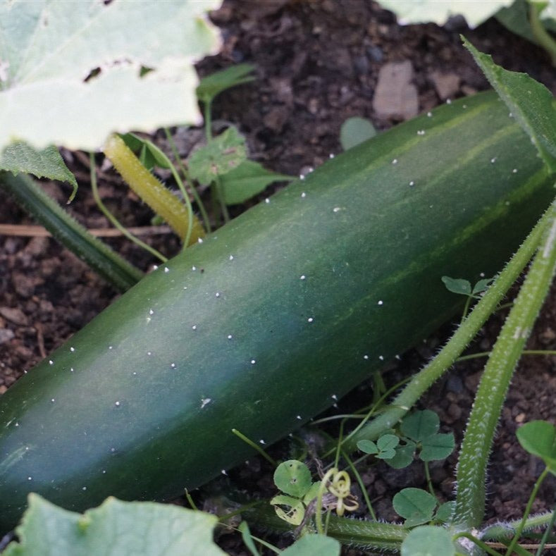 Marketmore 76 cucumber by MIgardener, fresh green cucumber with smooth skin, ideal for salads and gardening.