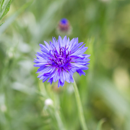 Bachelor's Buttons Blue - Blessings Grow Meadows