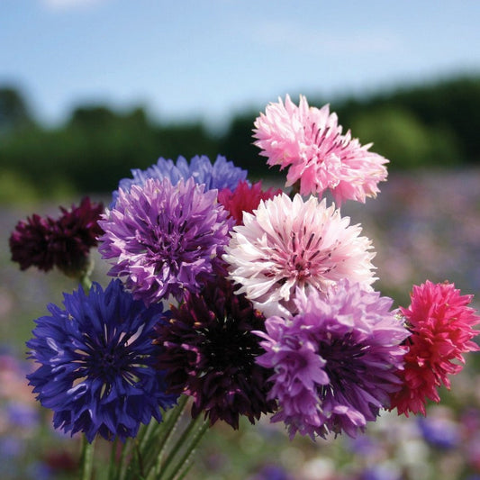 Bachelor's Buttons Mix - Blessings Grow Meadows