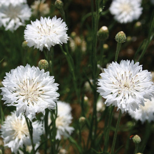 Bachelor's Buttons White - Blessings Grow Meadows