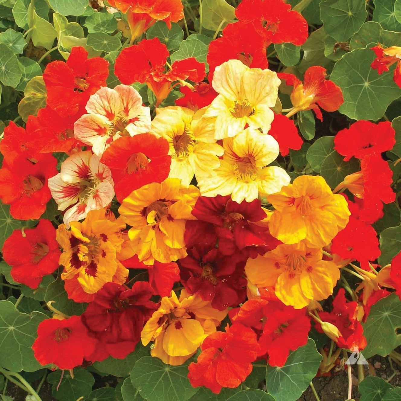 Jewel Mix Nasturtium - Blessings Grow Meadows