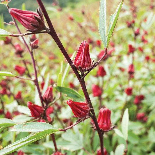 Fresh Roselle Asian Sour Leaf (Hibiscus) from MIgardener, vibrant edible hibiscus leaves ready for culinary use.