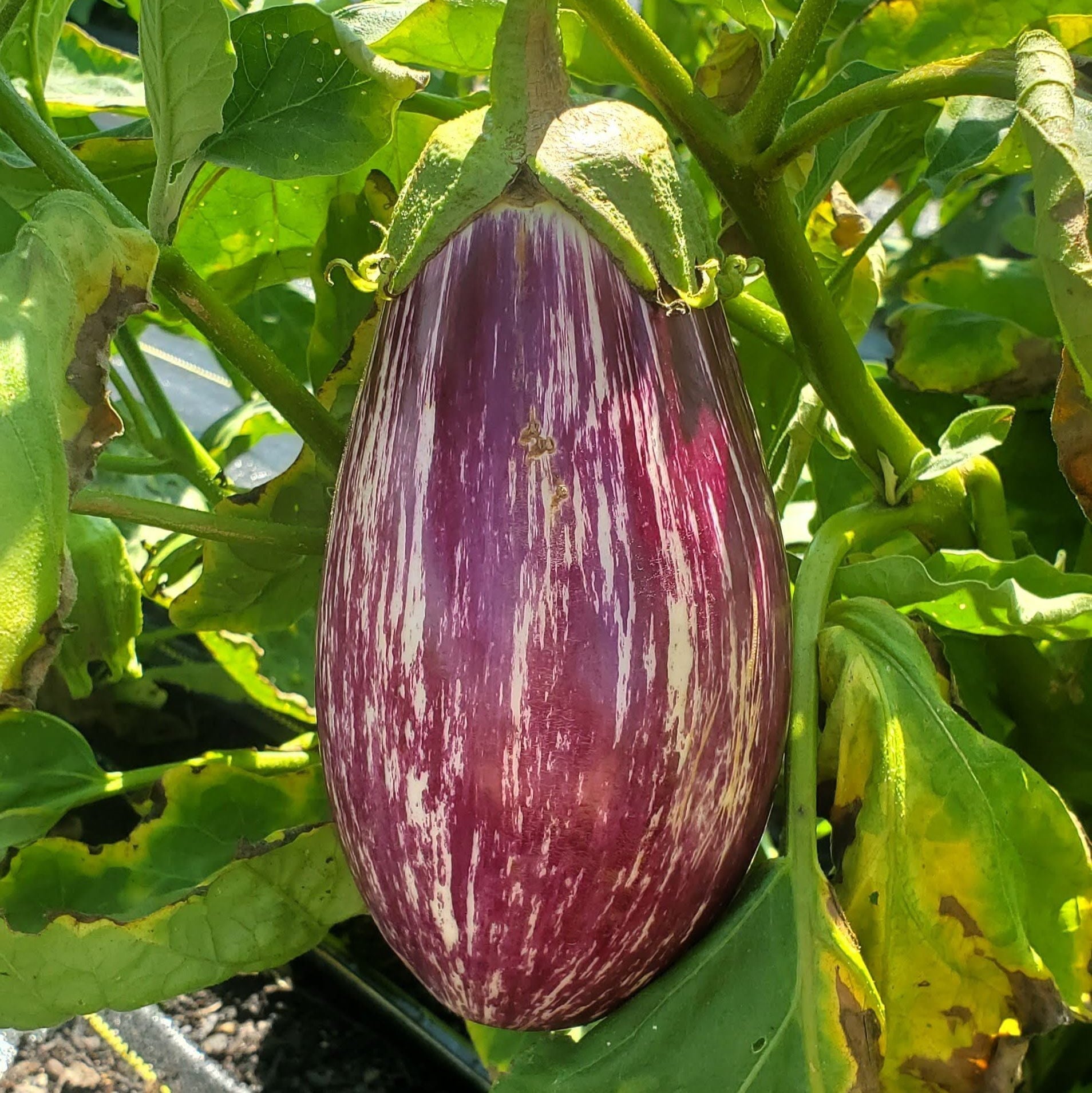 Listada De Gandia eggplant from MIgardener, showcasing the vibrant striped purple and white eggplant with glossy skin.
