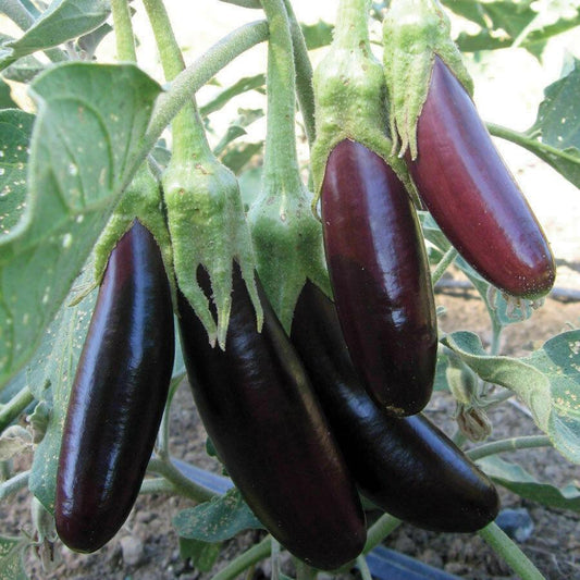 Little Fingers Eggplant - Blessings Grow Meadows