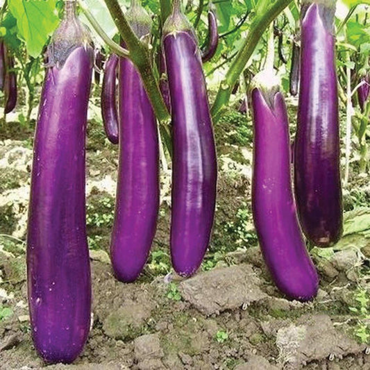 Long Purple Eggplant - Blessings Grow Meadows