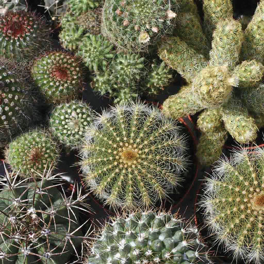 Mixed exotic cactus collection from MIgardener featuring various unique, spiky succulents in a natural display.