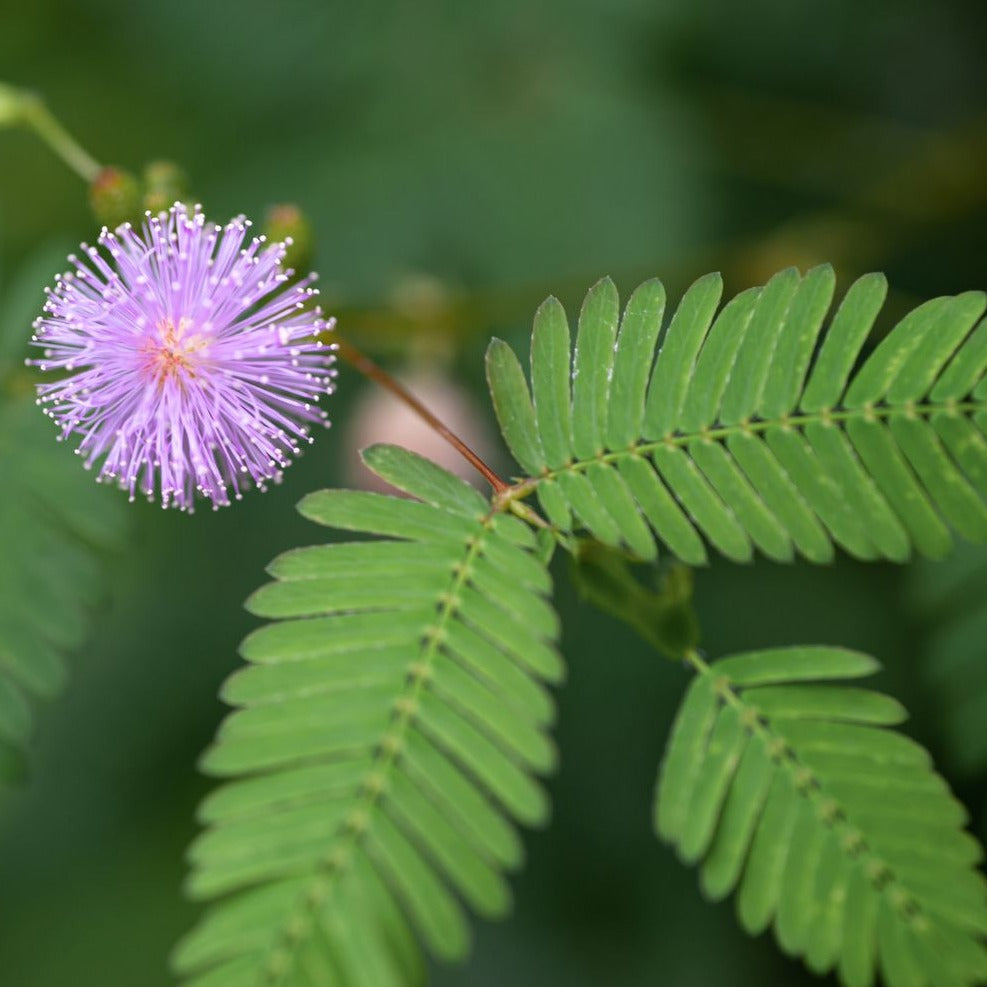 Exotic Sensitive Plant (Mimosa) with feathery leaves, shown in a pot, cultivated by MIgardener.
