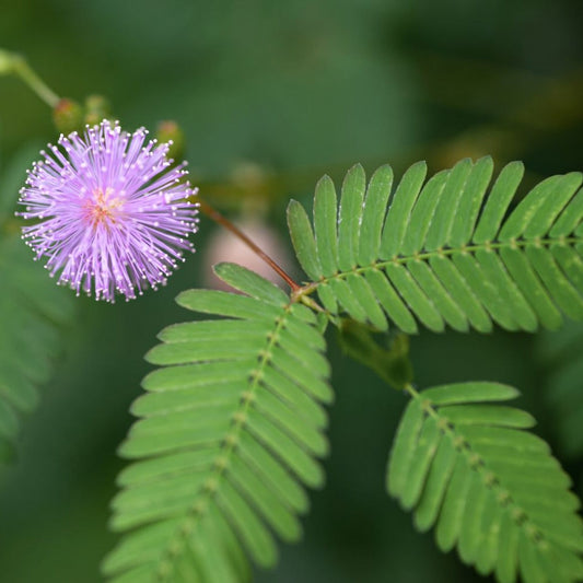 Exotic Sensitive Plant (Mimosa) with feathery leaves, shown in a pot, cultivated by MIgardener.