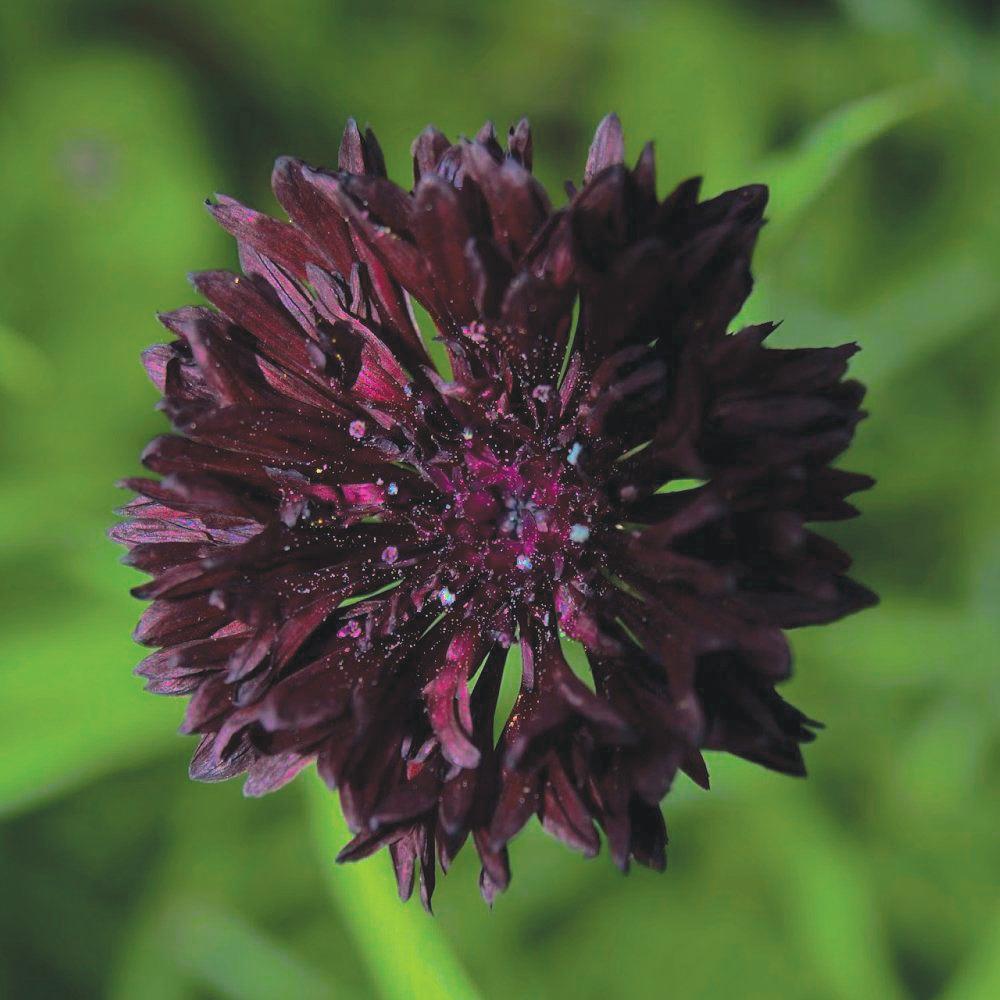 Black Bachelor's Buttons flower by MIgardener with delicate dark blooms and green foliage in a close-up view.