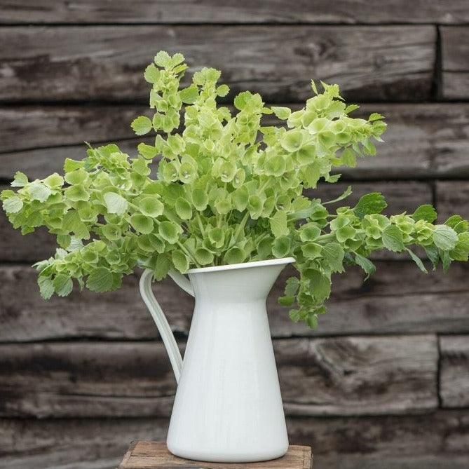 Bells of Ireland - Blessings Grow Meadows