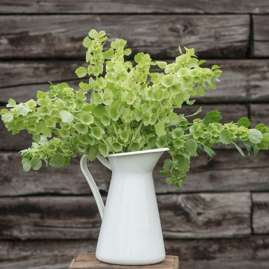 Bells of Ireland - Blessings Grow Meadows