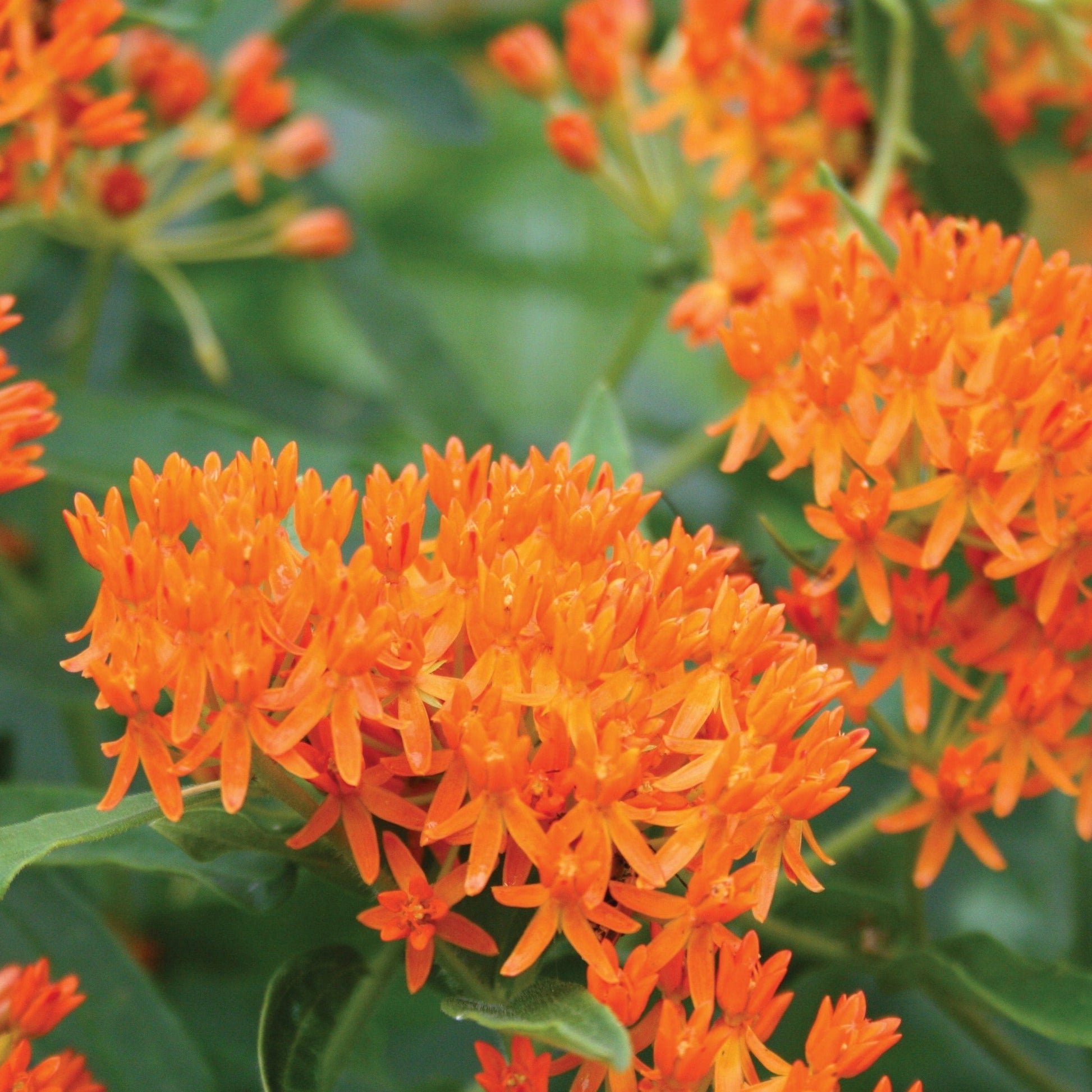 Butterfly Milkweed - Blessings Grow Meadows