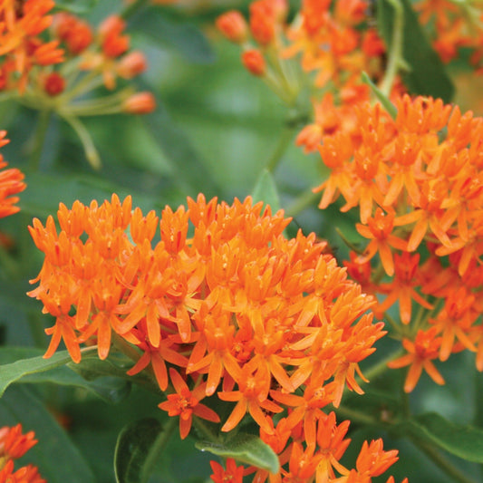 Butterfly Milkweed - Blessings Grow Meadows