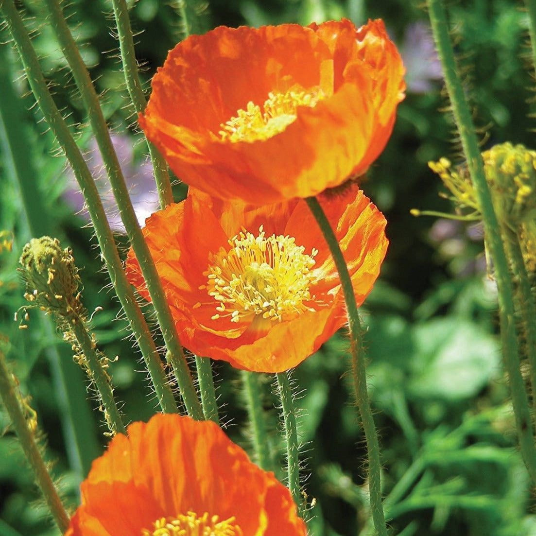 Bright Iceland's Finest Poppy flower by MIgardener with vibrant red petals and green foliage.