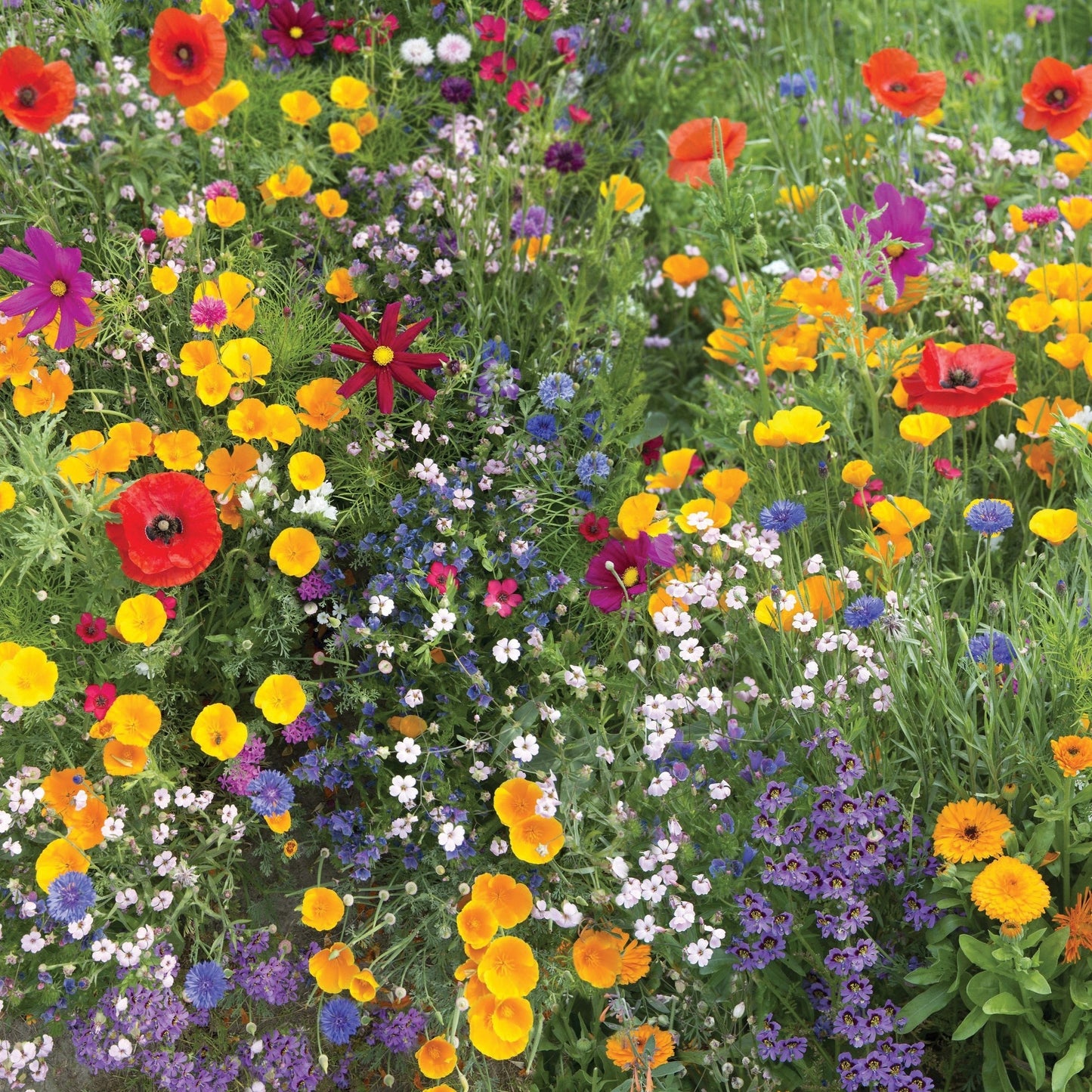 Assorted Meadow Wildflower Mix flower seeds by MIgardener, showcasing colorful wildflower varieties for garden planting.