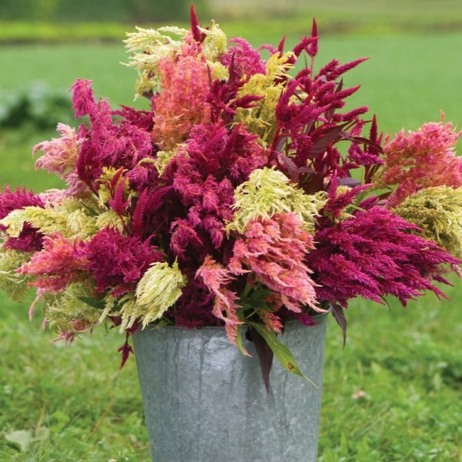 Pampas Plume Celosia - Blessings Grow Meadows