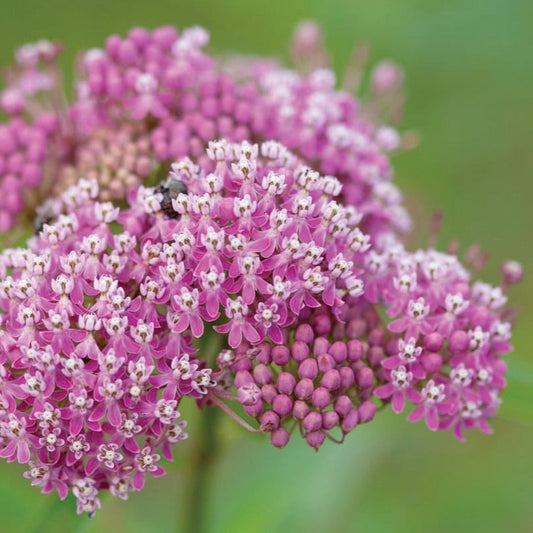Swamp Milkweed - Blessings Grow Meadows