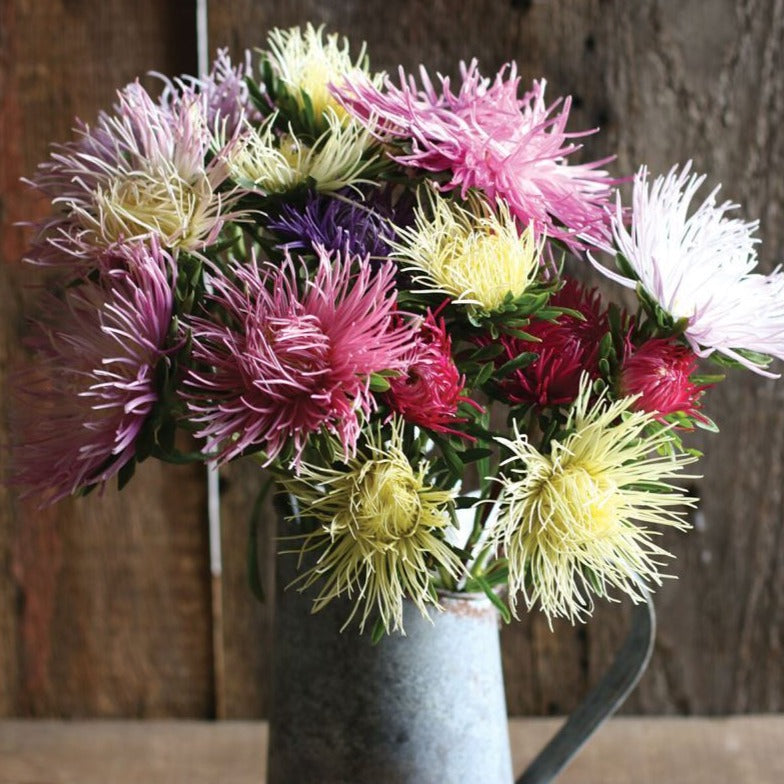 Valkyrie Brunhilde Chamois Mix flower by MIgardener, showing vibrant petals and lush green foliage.